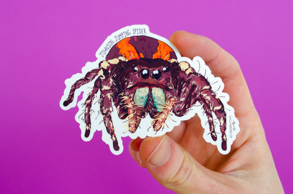 PRE ORDER Sticker: Jumping Spider #1