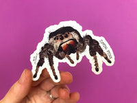 PRE ORDER Sticker: Jumping Spider #2