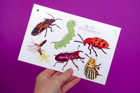 WNC Bugs Sticker Sheet